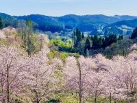 長湯温泉 しだれ桜の里の写真