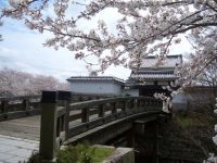 水口城跡の桜の写真