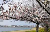 多々良川カヌートレイルの桜の写真