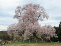 戸津辺の桜の写真