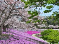 東京ドイツ村の芝桜の写真
