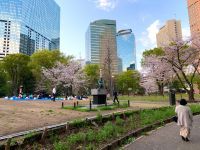 新宿中央公園の桜の写真
