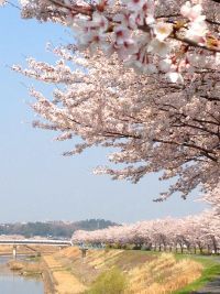 武庫川桜づつみ回廊の桜の写真