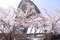 センチュリー大橋の桜の写真