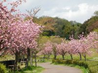深田公園の桜の写真