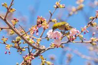 麻布台ヒルズの桜の写真