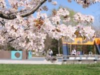 モエレ沼公園の桜の写真