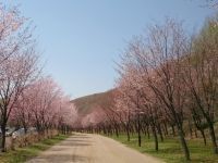 苫小牧市緑ケ丘公園の桜