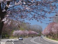 登別桜並木の写真