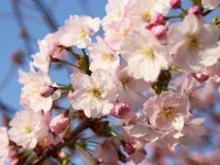 松前公園の桜の写真