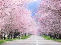 優駿さくらロード（西舎桜並木）の写真