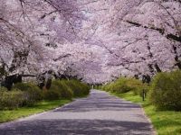 北上展勝地の桜の写真