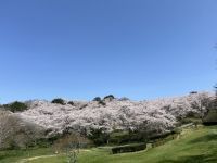 加護坊山の二千本桜の写真