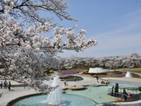 国営みちのく杜の湖畔公園（みちのく公園）の桜の写真
