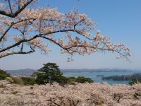西行戻しの松公園の桜の写真