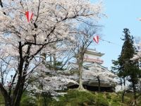 千秋公園の桜の写真