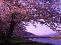 桧木内川堤のソメイヨシノの写真