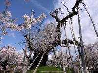 伊佐沢の久保ザクラの写真