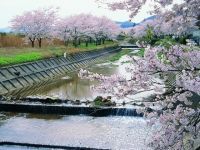 笹原川千本桜の写真