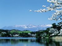 南湖公園の桜の写真