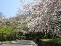 やながわ希望の森公園の桜の写真