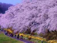 夏井千本桜の写真