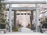 乃木参道の桜の写真