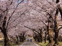 赤城南面千本桜の写真