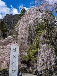 妙義神社の桜の写真