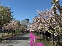 桜のさんぽ道の桜の写真