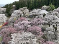 清雲寺の桜の写真