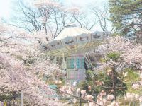 西武園ゆうえんちの桜の写真