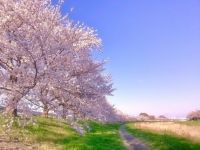 こだま千本桜の写真