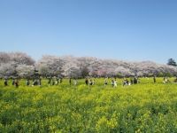幸手権現堂桜堤（県営権現堂公園）の桜の写真