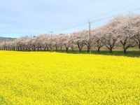 都幾川桜堤の桜の写真