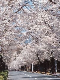 長瀞の桜の写真