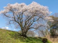 鉢形城の桜・エドヒガン（氏邦桜）の写真