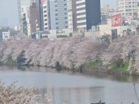 外濠公園の桜の写真