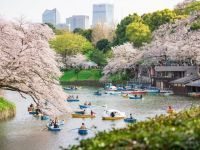 千鳥ヶ淵緑道の桜の写真