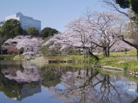 小石川後楽園の桜の写真