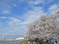 隅田公園（墨田区側）の桜