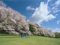 砧公園の桜の写真