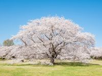 国営昭和記念公園の桜の写真