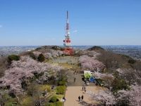 高麗山公園の桜の写真