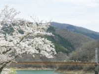 九頭竜万本さくらの桜の写真