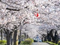 城山公園（長野県）の桜の写真