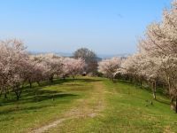 キリン木曽川水源の森の桜の写真