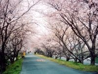 河原町桜堤防の桜