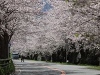 狩野川さくら公園の桜の写真