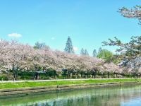荒子川公園の桜の写真
